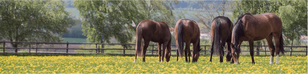 Gérer la saison estivale de son cheval sereinement 