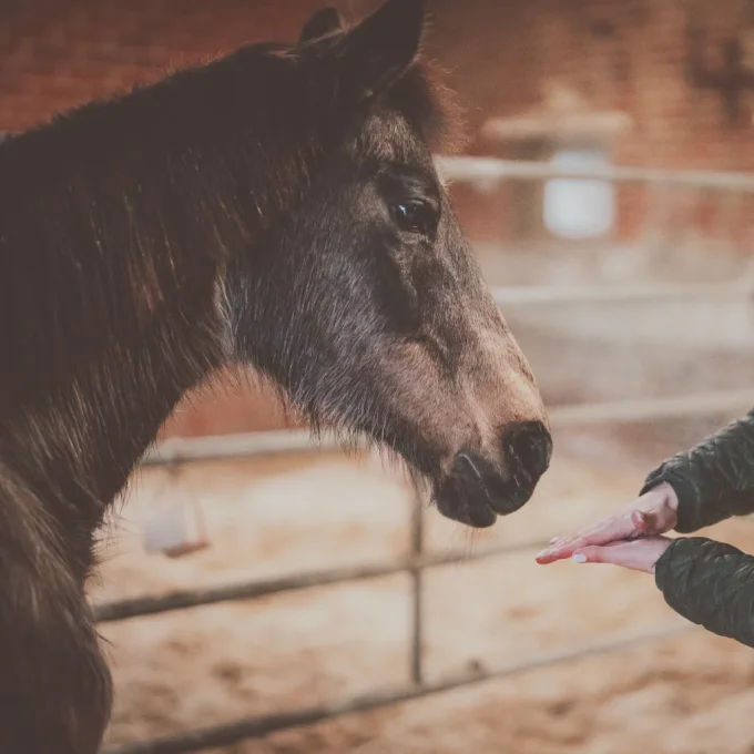 Huile confort respiratoire 