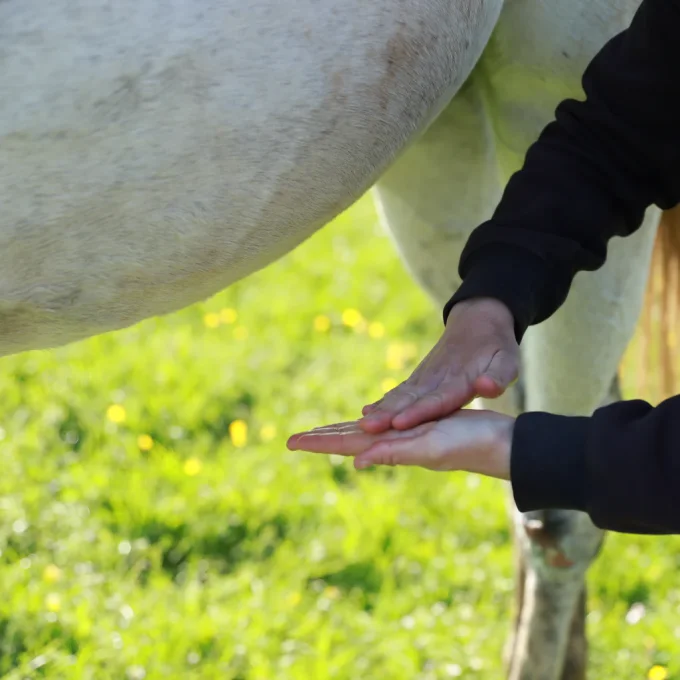 Huile confort digestif 