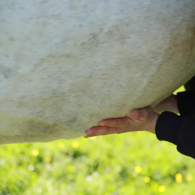 Huile confort digestif 